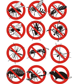 obtener un precio de una empresa de exterminio que puede combatir las abejas de su hogar o negocio en South Carolina y ayudarle a prevenir futuras infestaciones
